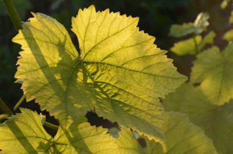 Feuille de vigne Erick Schreiber champagne bio Feuille de vigne Erick Schreiber champagne bio