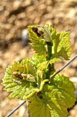 feuilles de vigne