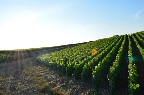 Vignes bio et coucher de soleil
