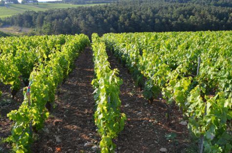 Vignes d'Erick Schreiber champagne biodynamie Vignes d'Erick Schreiber champagne biodynamie