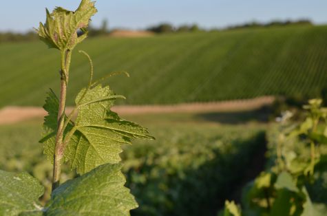 Pampre de la vigne Erick Schreiber champagne naturel Pampre de la vigne Erick Schreiber champagne naturel